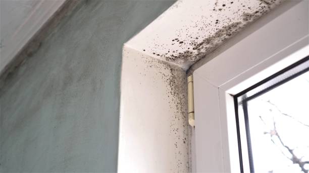 Best DIY Mold Remediation Support Services in Woodville, CA