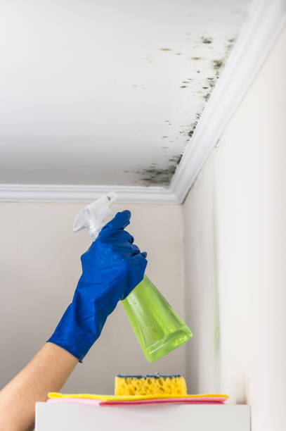 Best Mold Remediation for Specific Building Types in Woodville, CA